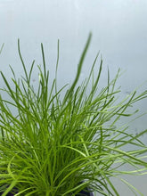 Load image into Gallery viewer, Lomandra &#39;little Con&#39; 140mm
