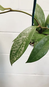 Hoya Pubicalyx