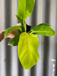 Philodendron Millions 130mm