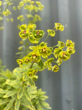 Load image into Gallery viewer, Euphorbia Ascot Rainbow 140mm
