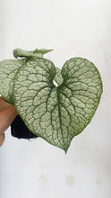 Load image into Gallery viewer, Brunnera &#39;alexanders Silver&#39; 100mm
