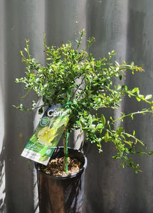 Finger Lime 'green Saphire' 165mm