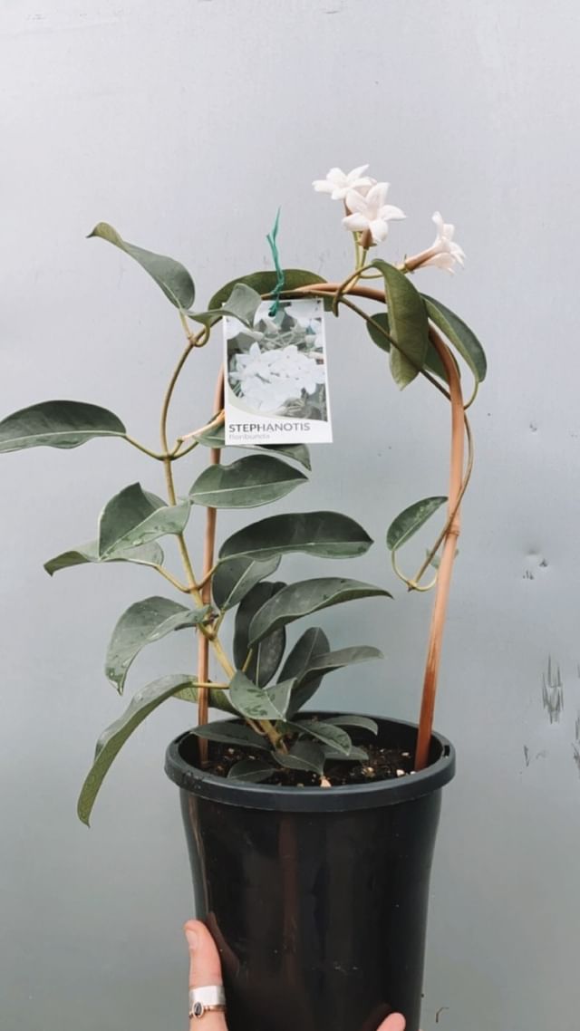 Stephanotis Floribunda
