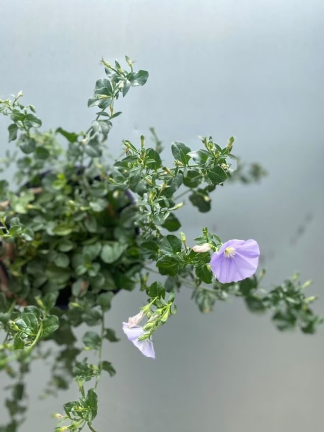 Convolvulus 'moroccan Beauty' 140mm