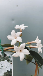 Stephanotis Floribunda