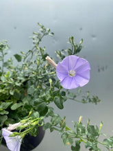 Load image into Gallery viewer, Convolvulus &#39;moroccan Beauty&#39; 140mm
