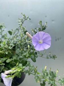 Convolvulus 'moroccan Beauty' 140mm