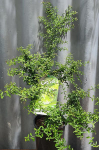 Finger Lime 'alstonville' 165mm