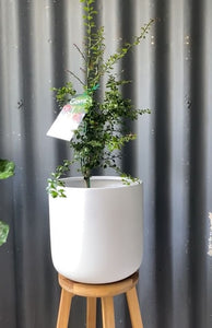 Finger Lime 'rainforest Pearl' 165mm