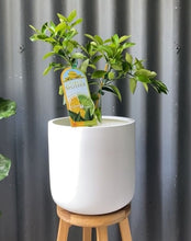 Load image into Gallery viewer, Citrus Splitzer 165mm
