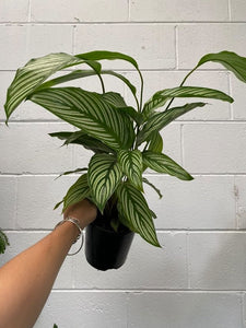 Calathea Vittata