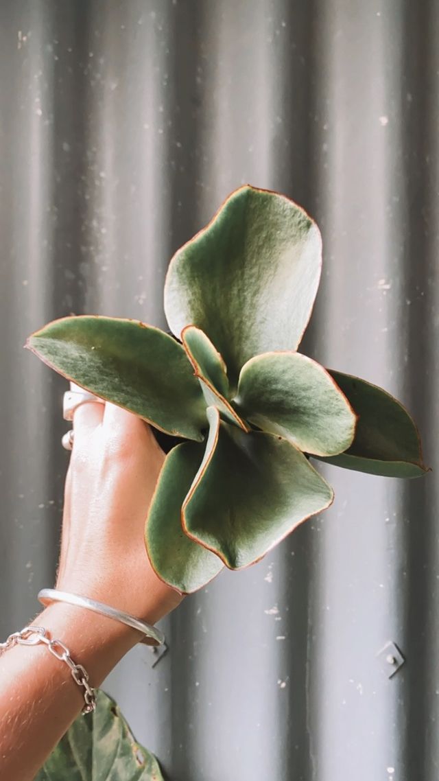 Cotyledon Macrantha