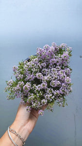 Lobularia 'lavender Stream' 190mm