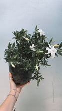 Load image into Gallery viewer, Gardenia Radicans
