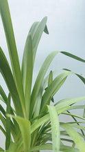 Load image into Gallery viewer, Agapanthus &#39;white&#39; 200mm
