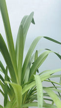 Load image into Gallery viewer, Agapanthus &#39;blue&#39; 200mm
