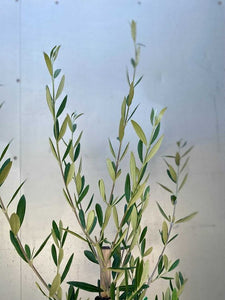 Olive Europea 'manzianillo'