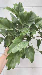 Philodendron Xanadu