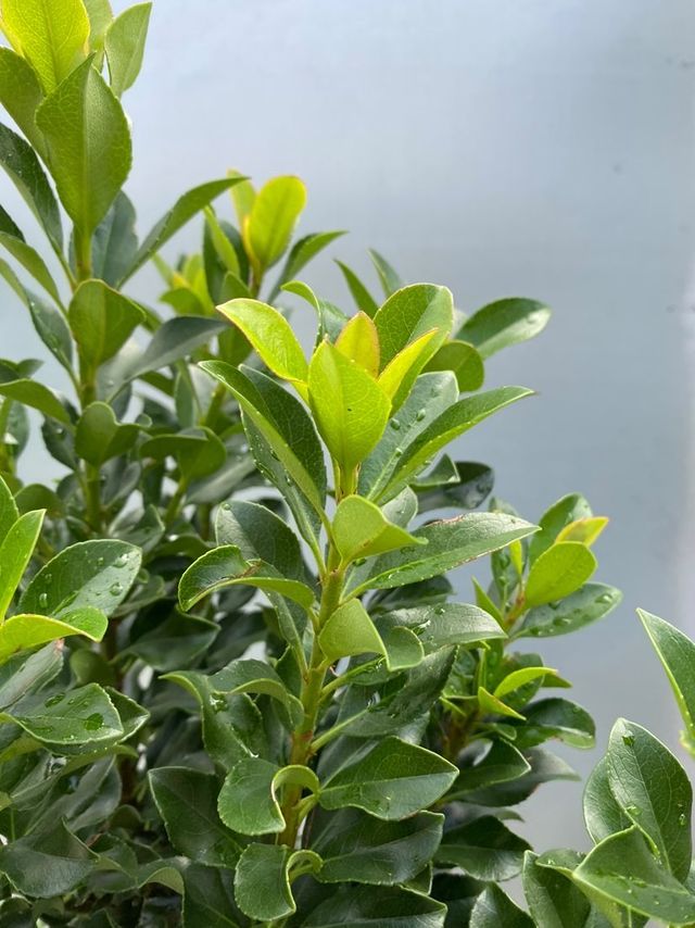 Rhaphiolepis 'snow Maiden'