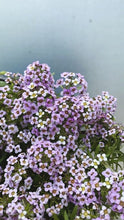 Load image into Gallery viewer, Lobularia &#39;lavender Stream&#39; 190mm
