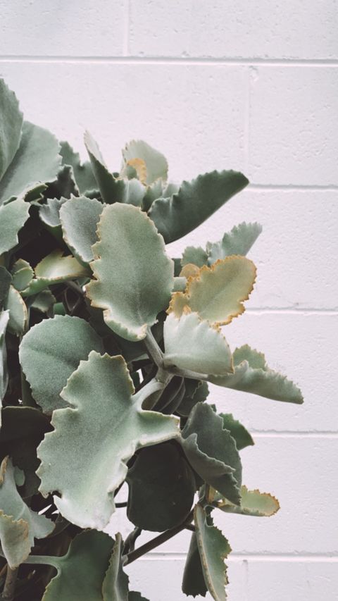 oak leaf succulent Kalanchoe 'oak Leaf'