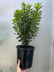 Rhaphiolepis 'snow Maiden'