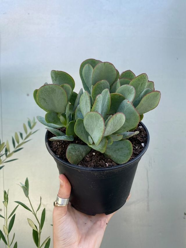 crassula blue bird succulent Crassula 'bluebird'