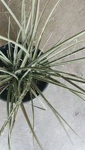 Load image into Gallery viewer, Hesperaloe Parviflora 270mm

