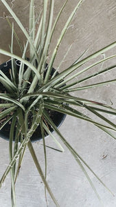 Hesperaloe Parviflora 270mm