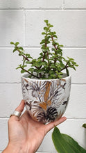 Load image into Gallery viewer, Portulacaria Afra
