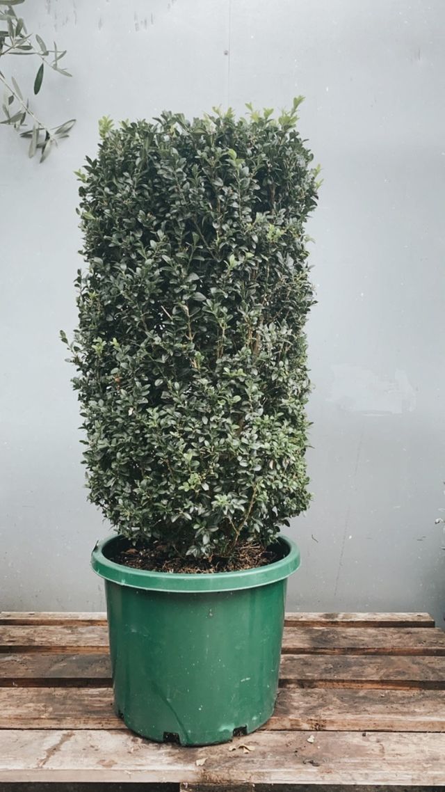 Buxus Sempervirens 'bollard Topiary' 330mm