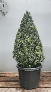Buxus Sempervirens 'spire Topiary' 330mm