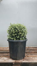 Load image into Gallery viewer, Buxus Microphylla &#39;japonica Balls&#39;
