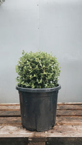 Buxus Microphylla 'japonica Balls'