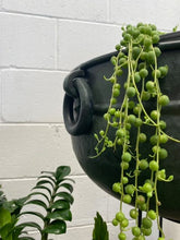 Load image into Gallery viewer, Batele Squat Planter
