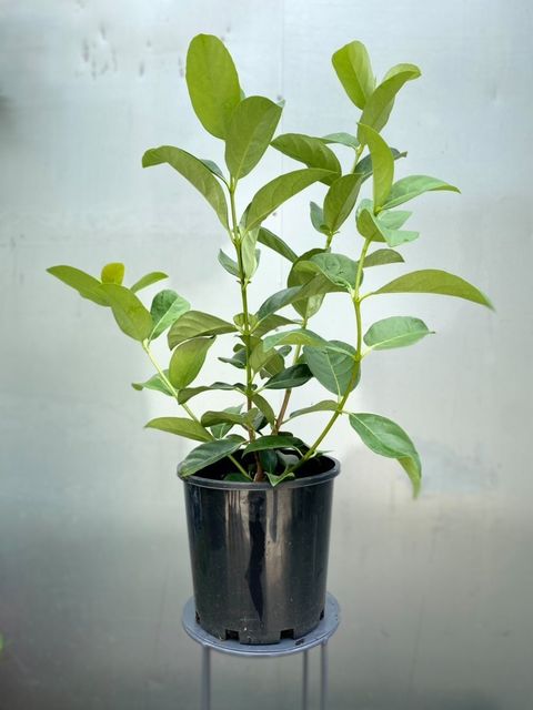 Viburnum Emerald Lustre 200mm