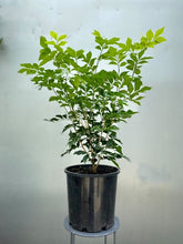 Load image into Gallery viewer, Murraya Paniculata
