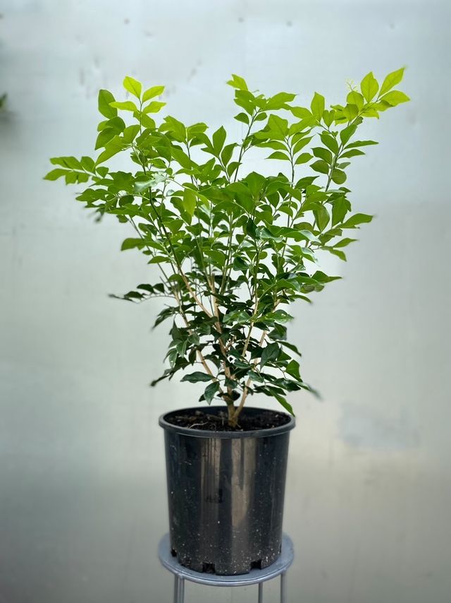 Murraya Paniculata