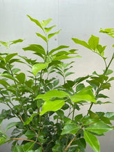 Load image into Gallery viewer, Murraya Paniculata
