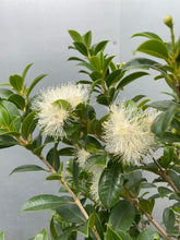 Load image into Gallery viewer, Syzygium Australe &#39;select&#39; 300mm
