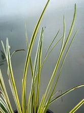 Load image into Gallery viewer, Liriope &#39;silvery Sunproof&#39; 140mm

