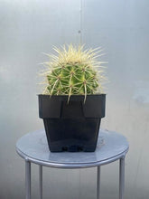 Load image into Gallery viewer, Golden Barrel Cactus
