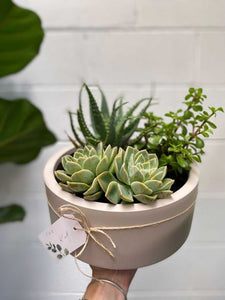 Succulents & Sip