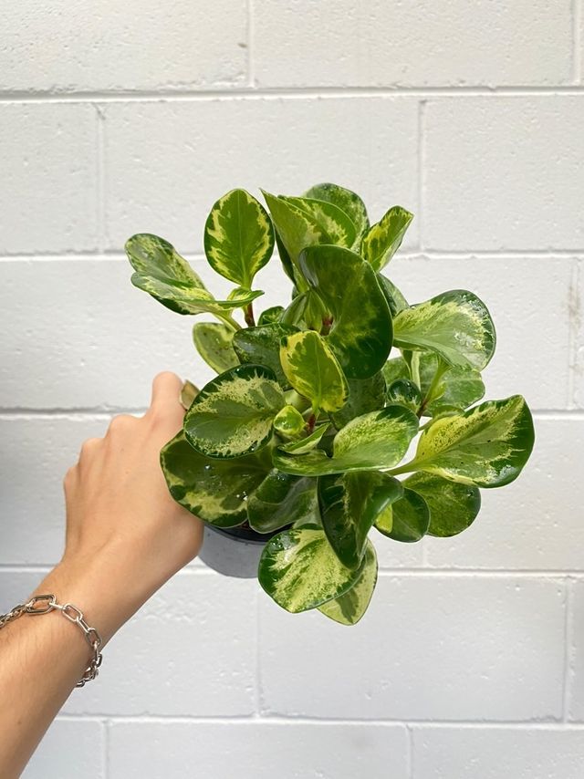 Peperomia Obtusifolia Green And Gold 120mm