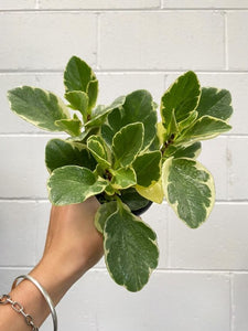 Peperomia Obtusifolia 'albo' 130mm