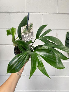 Epipremnum Pinnatum