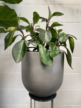 Load image into Gallery viewer, Peperomia Magnolifolia 200mm
