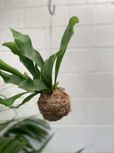 Kokedama