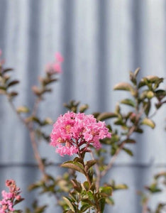 Lagerstroemia 'sioux' 400mm