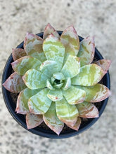 Load image into Gallery viewer, Echeveria Mexican Giant 270mm

